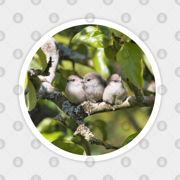 3 Cute Bushtit Songbirds in the Pear Tree Magnet by walkswithnature